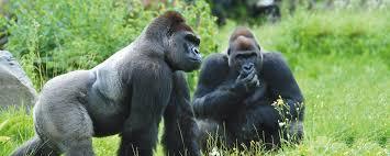 Jardín zoológico de Opole