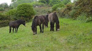 Saltwells Local Nature Reserve