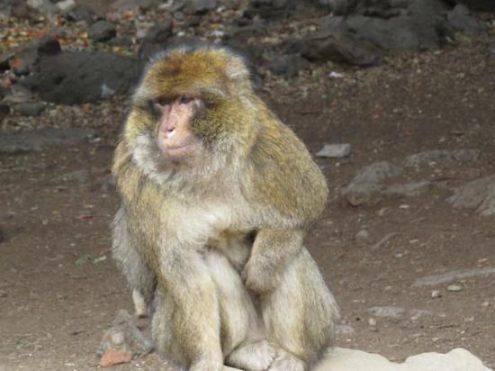 Ifrane National Park