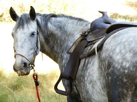 Caballos Albarracin