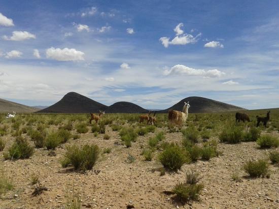 Petroglifos de Laguna Colorada