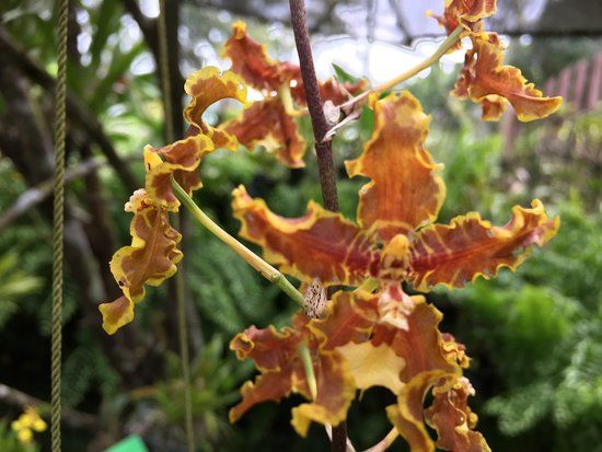 Asociación Panamericana para la Conservación