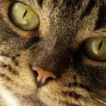 Lasagnas Factory Pizzeria Gourmet