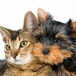 Di Lorenzi Especialidades Doces