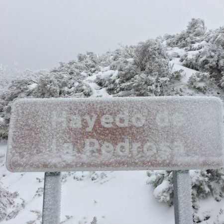 el Hayedo de La Pedrosa