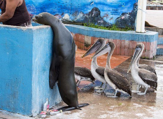el mercado de pescado de Santa Cruz