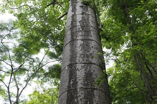 Bosque Petrificado Puyango