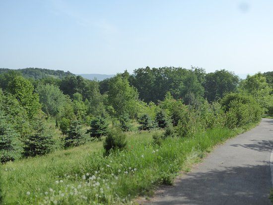 Parc Dendrologic Doctor Ion Vlad