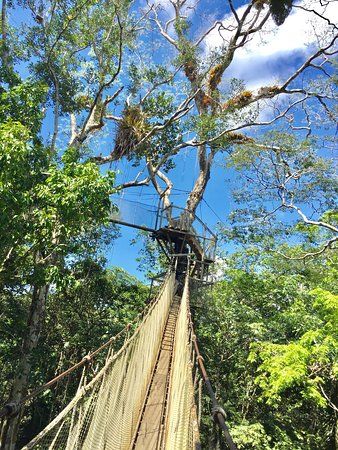 Canopy Walkway