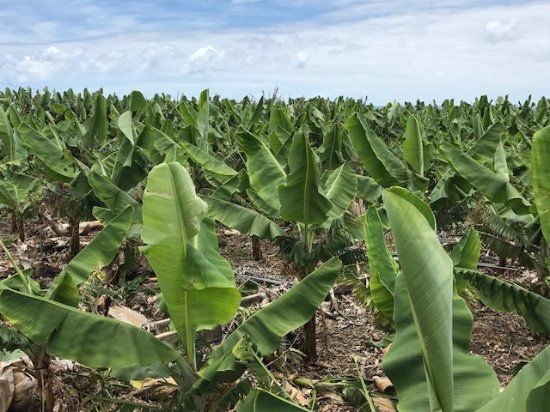 Ecofinca Platanológico