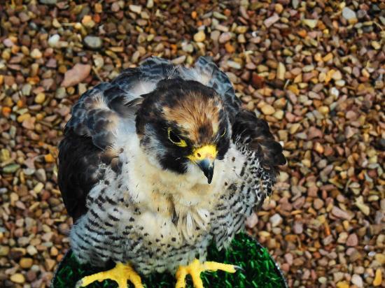 Dalhousie Castle Falconry