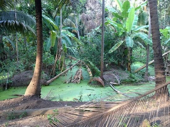 Siamese Fighting Fish Gallery