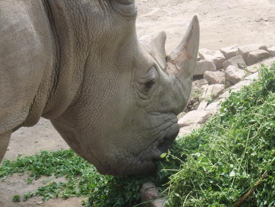 Zoológico de Lahore