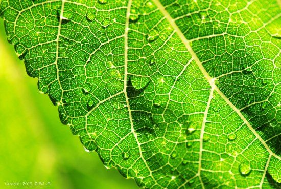 Jardín Botánico El Arboreto