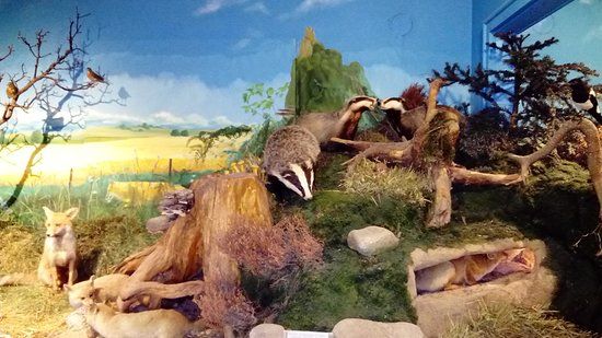 Musée faune lorraine