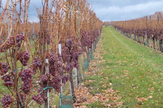 La Cave Du Vieil Armand