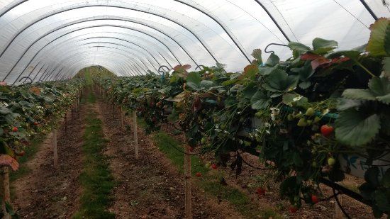 Court Farm and Leisure