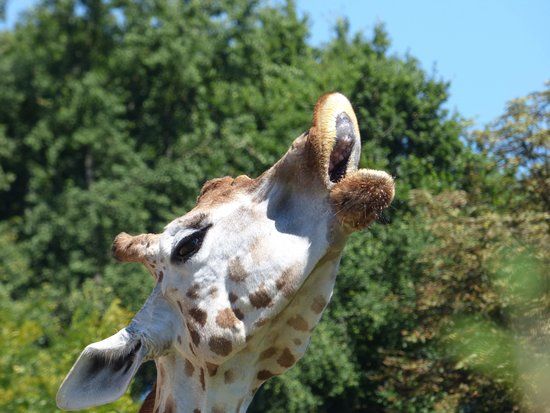 Jardín zoológico de Lyon