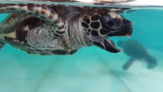 Centro de conservación de Tortugas de Gili Trawangan