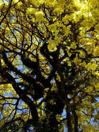 el Jardín Botánico de Cali