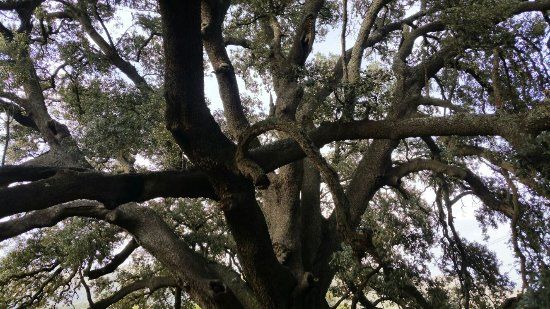 La Carrasca Milenaria