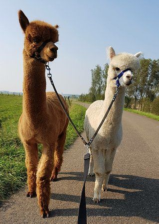 Alpaca farm River Forelands