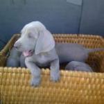 Mariscos El Original Charly Beach