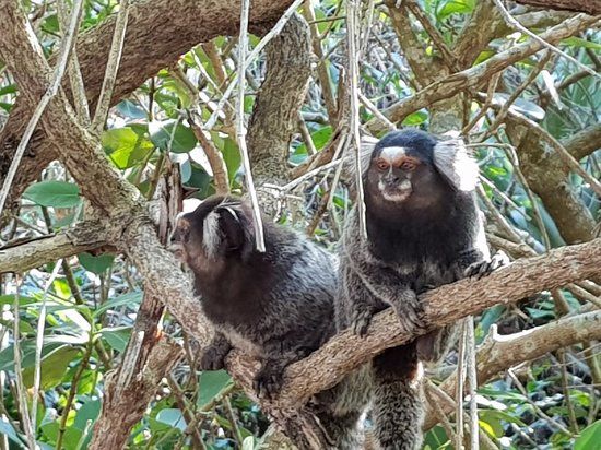 Trilha do Morro da Urca