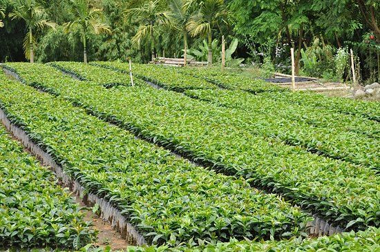 Café Hacienda Horizontes