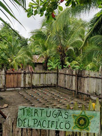 Tortugas Del Pacifico