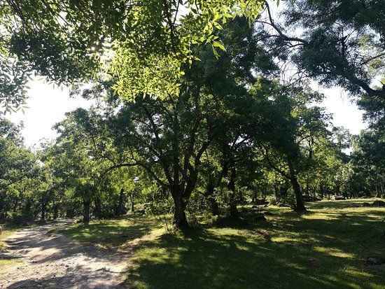 El Bosque De La Herreria