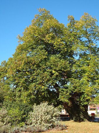 Le Tilleul Millenaire