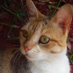 Sabor y Arte argentino