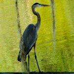 El Rincon de los Girasoles