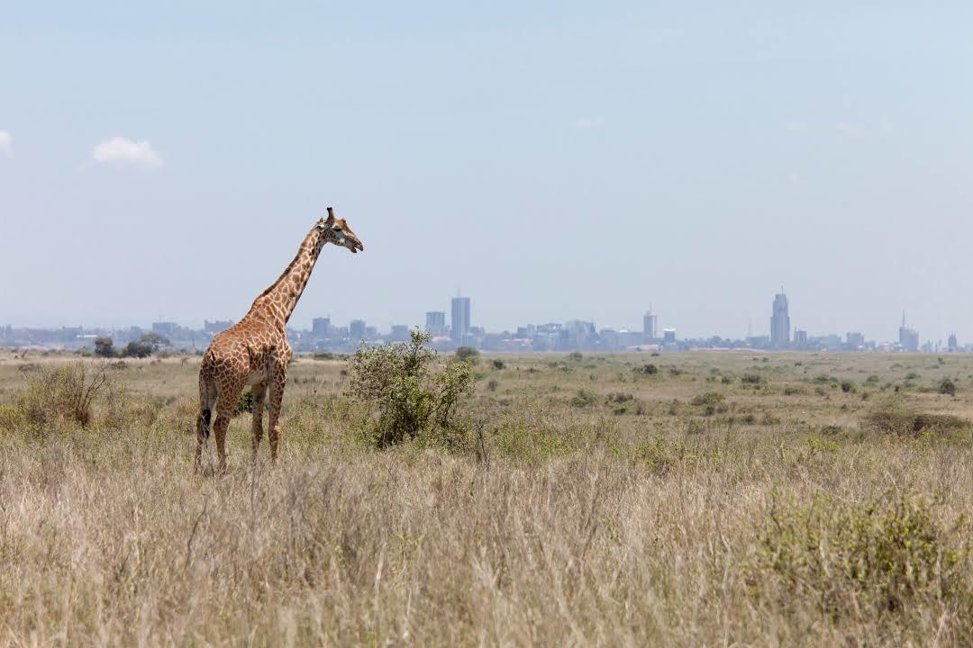 Parque nacional de Nairobi