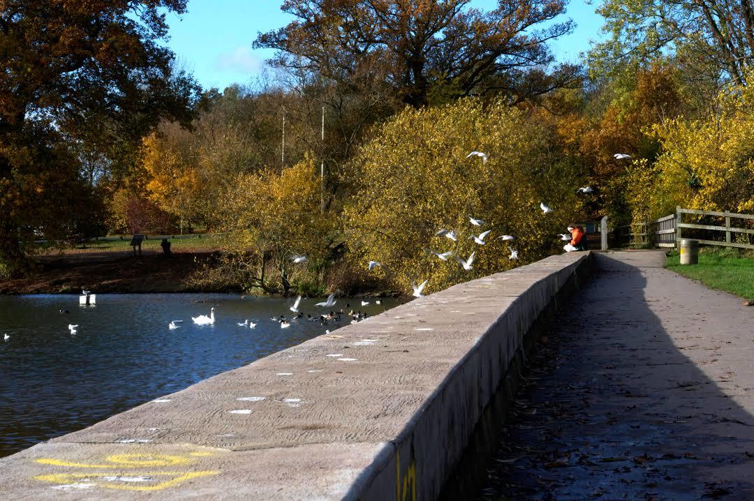 Aldenham Country Park