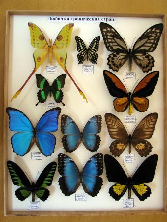 Museo de Historia Natural