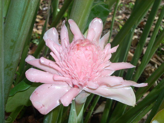 Finca Los Monos Botanical Gardens