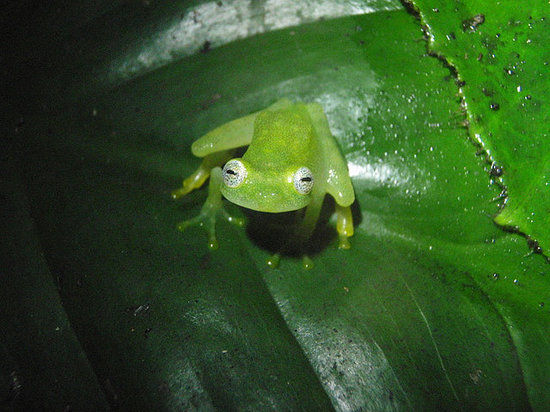 el parque temático Monteverde