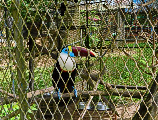Zoológico de Paramaribo