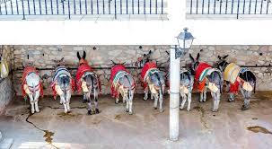 Mijas Burro Taxi Antonio Jimenez