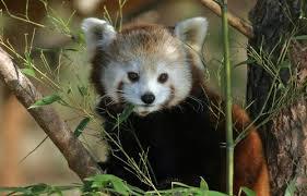 Zoológico de Salzburgo