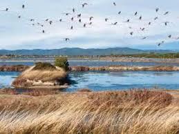 Étang des Pesquiers