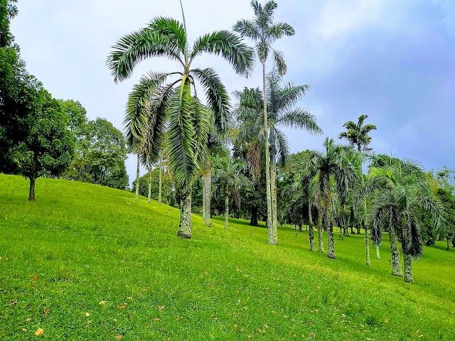 Bosque Popular El Prado