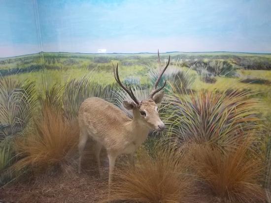 Museo Provincial De Historia Natural