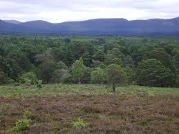 Bosque de Rothiemurchus