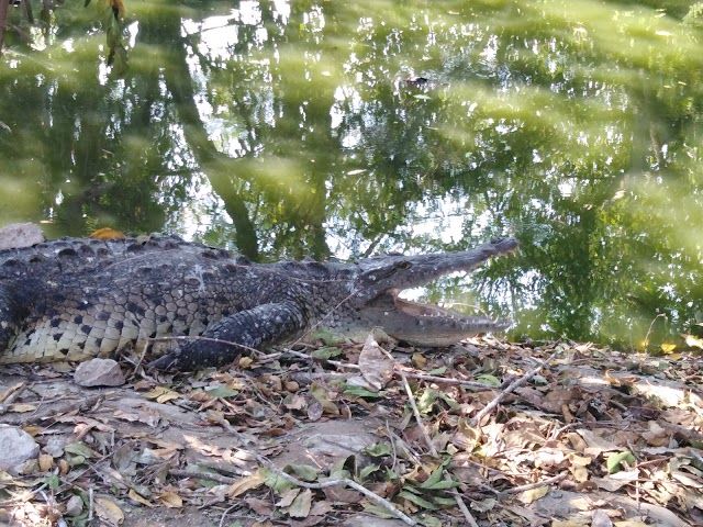 Cocodrilario de Playa Linda
