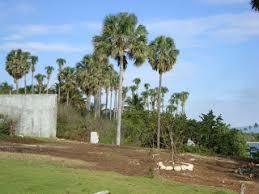 Playa de La Saladilla