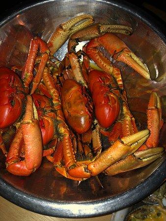 Jose El Capitan Cangrejo