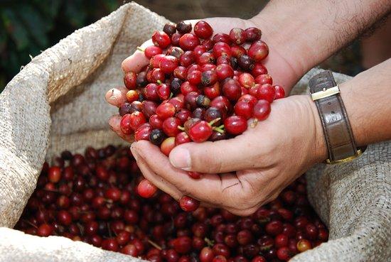 C&J Cafe Ciudad Blanca